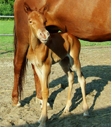 fohlen