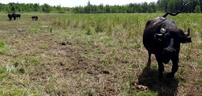 Foto - Wasserbüffel Eichelhof